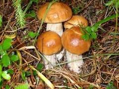 Грибы лесные - как правильно варить, Блюда из грибов