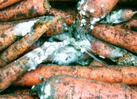 Меры борьбы с болезнями моркови