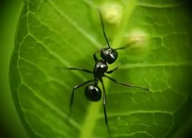Народные средства для избавления от муравьев